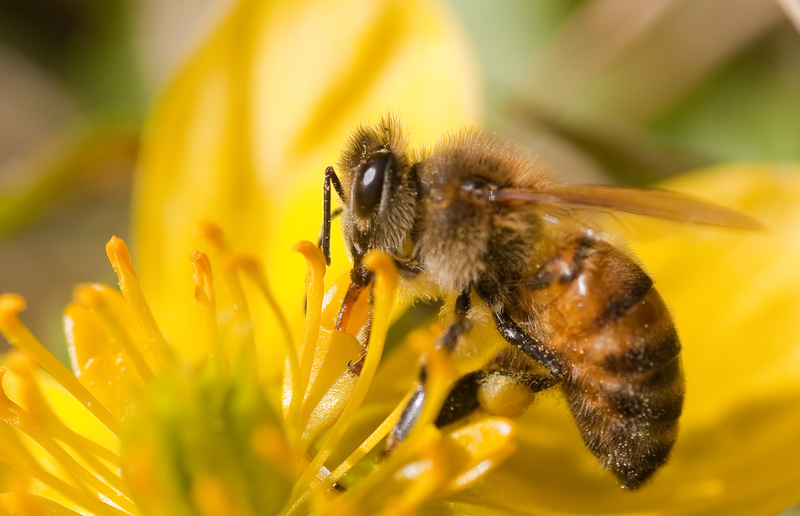 How Early Stage Climate Tech Companies Can Pollinate Their Story